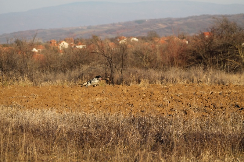 TR. CH. Borka del damaril - 4ème EXC