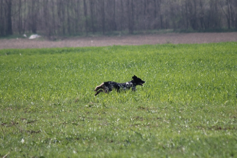 TR. CH. Borka del damaril - 2E EXC . RCACT - RCACIT