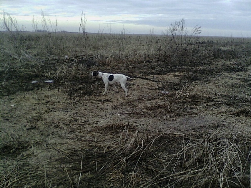 TR. CH. Humea de la forêt du Melu - 3e EXCELLENT