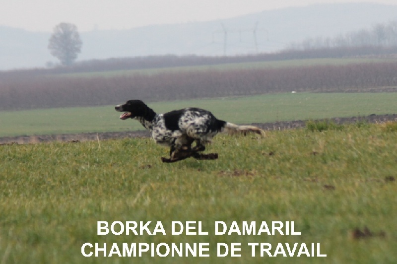 TR. CH. Borka del damaril - 2e EXC . RCACT