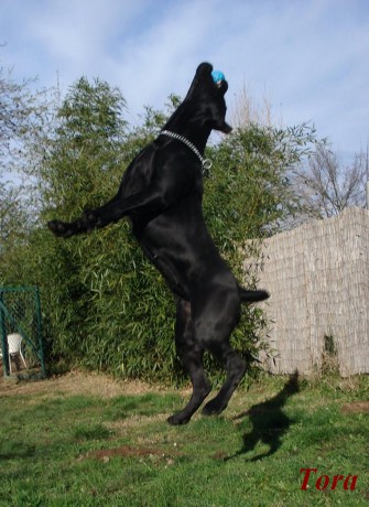 Publication : des Gardiens des Murailles Auteur : garden guard