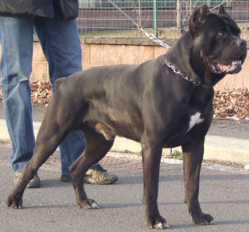 Publication : des Gardiens des Murailles Auteur : valmorea