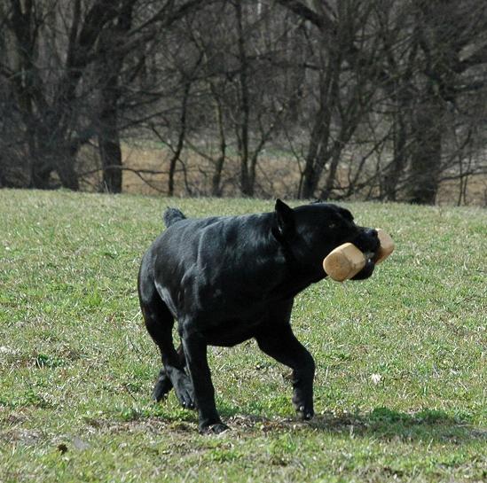 Publication : des Gardiens des Murailles Auteur : garden guard