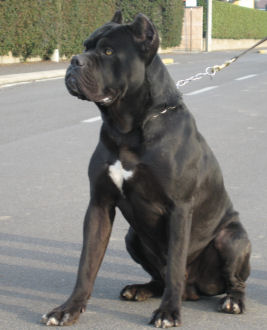 Publication : des Gardiens des Murailles Auteur : valmorea