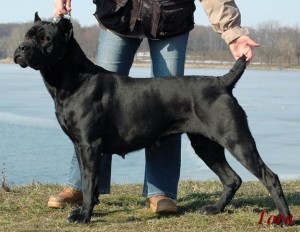 Publication : des Gardiens des Murailles Auteur : garden guard