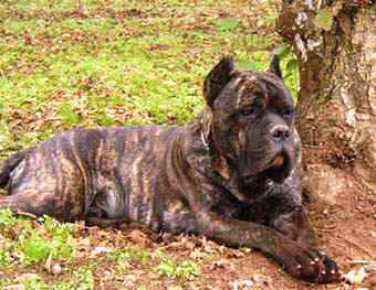 Publication : Degli elmi