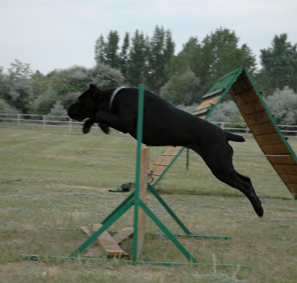 Publication : des Gardiens des Murailles Auteur : garden guard