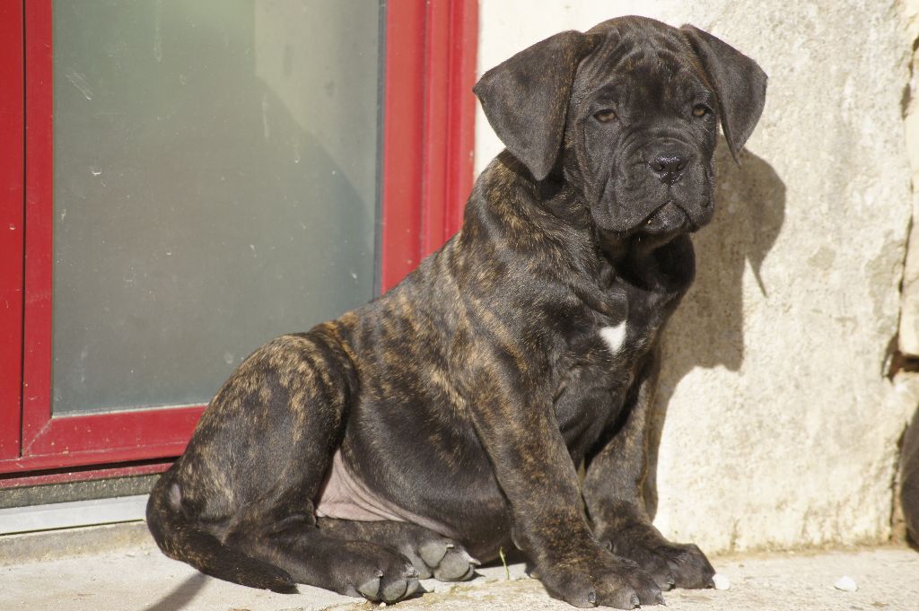 chiot Cane Corso des Gardiens des Murailles