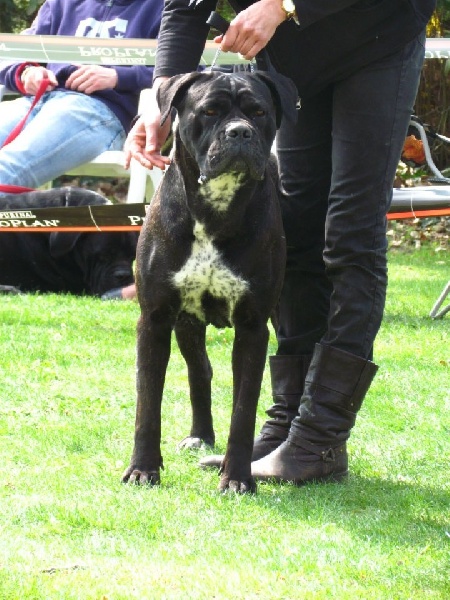 Cherry cook dit cali des Gardiens des Murailles - excellent non classe CO