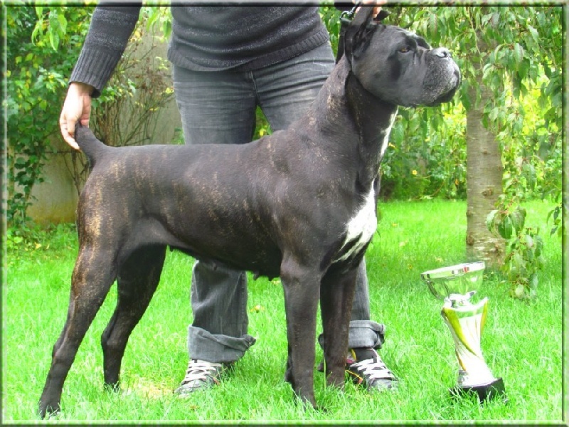 Cherry cook dit cali des Gardiens des Murailles - 1 ER EXCELLENT CLASSE OUVERTE