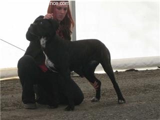 Cherry cook dit cali des Gardiens des Murailles - TRES PROMETTEUR