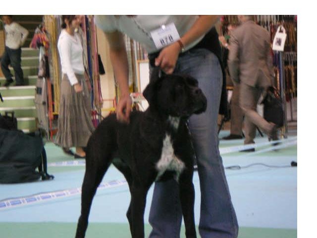 Cherry cook dit cali des Gardiens des Murailles - TRES BON CLASSE JEUNE