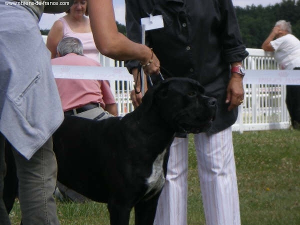 Cherry cook dit cali des Gardiens des Murailles - 2 EME TRES BON CLASSE JEUNE