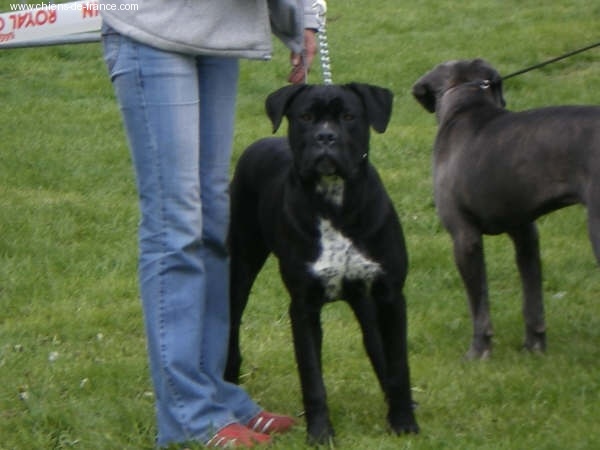 Cherry cook dit cali des Gardiens des Murailles - TRES PROMETTEUR