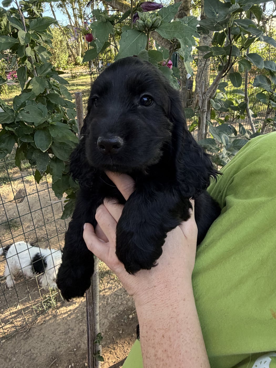 Chiot Cocker Spaniel Anglais