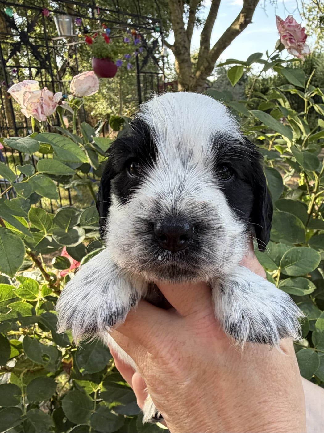 Chiot Cocker Spaniel Anglais