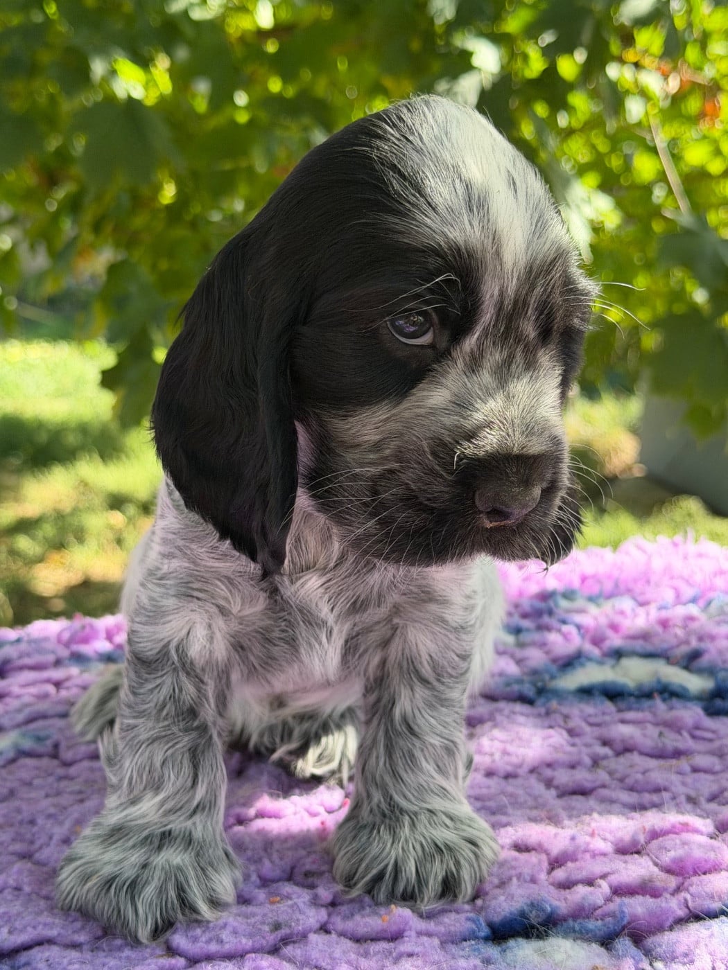 Chiot N°3