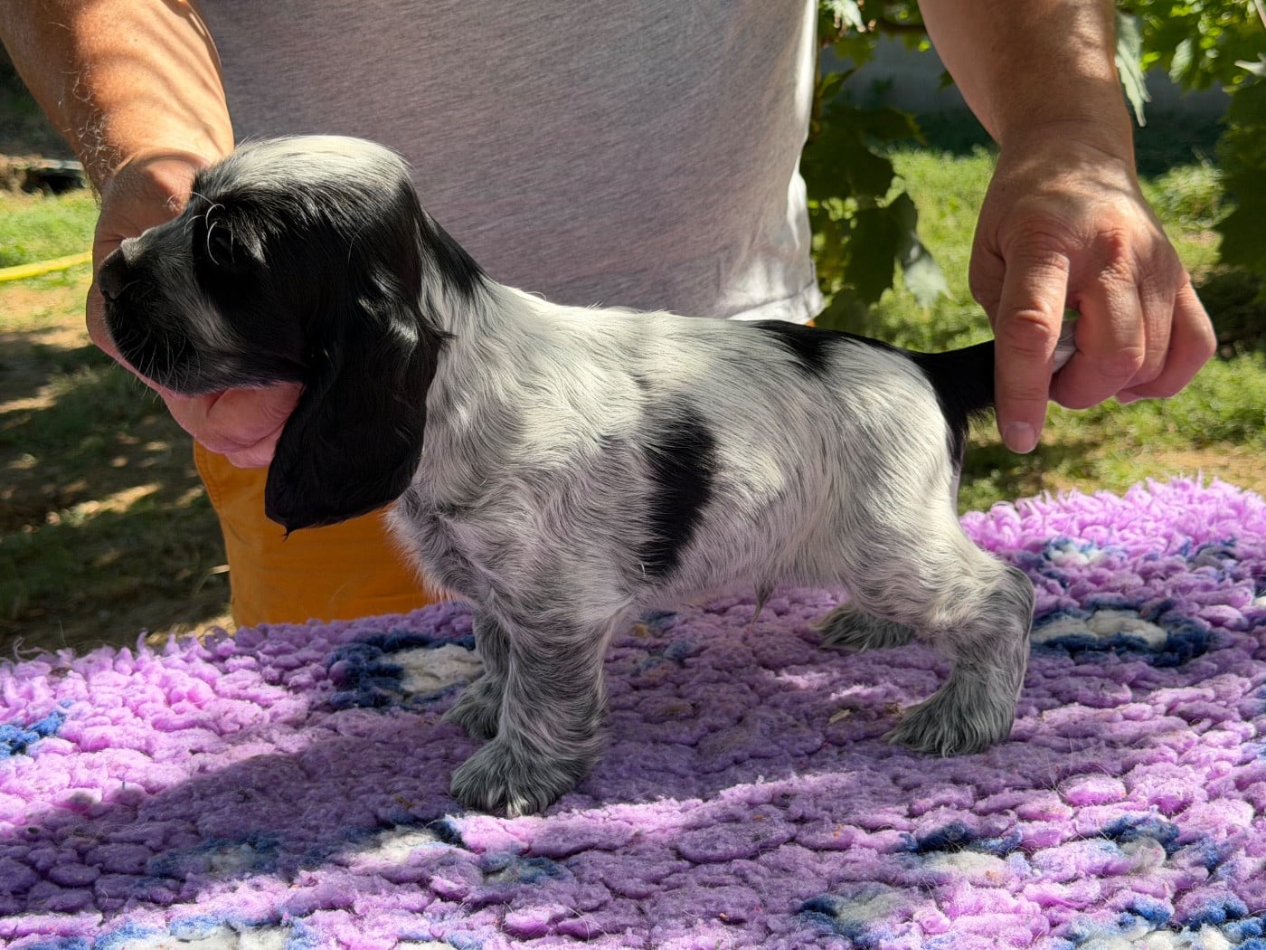 Chiot N°3