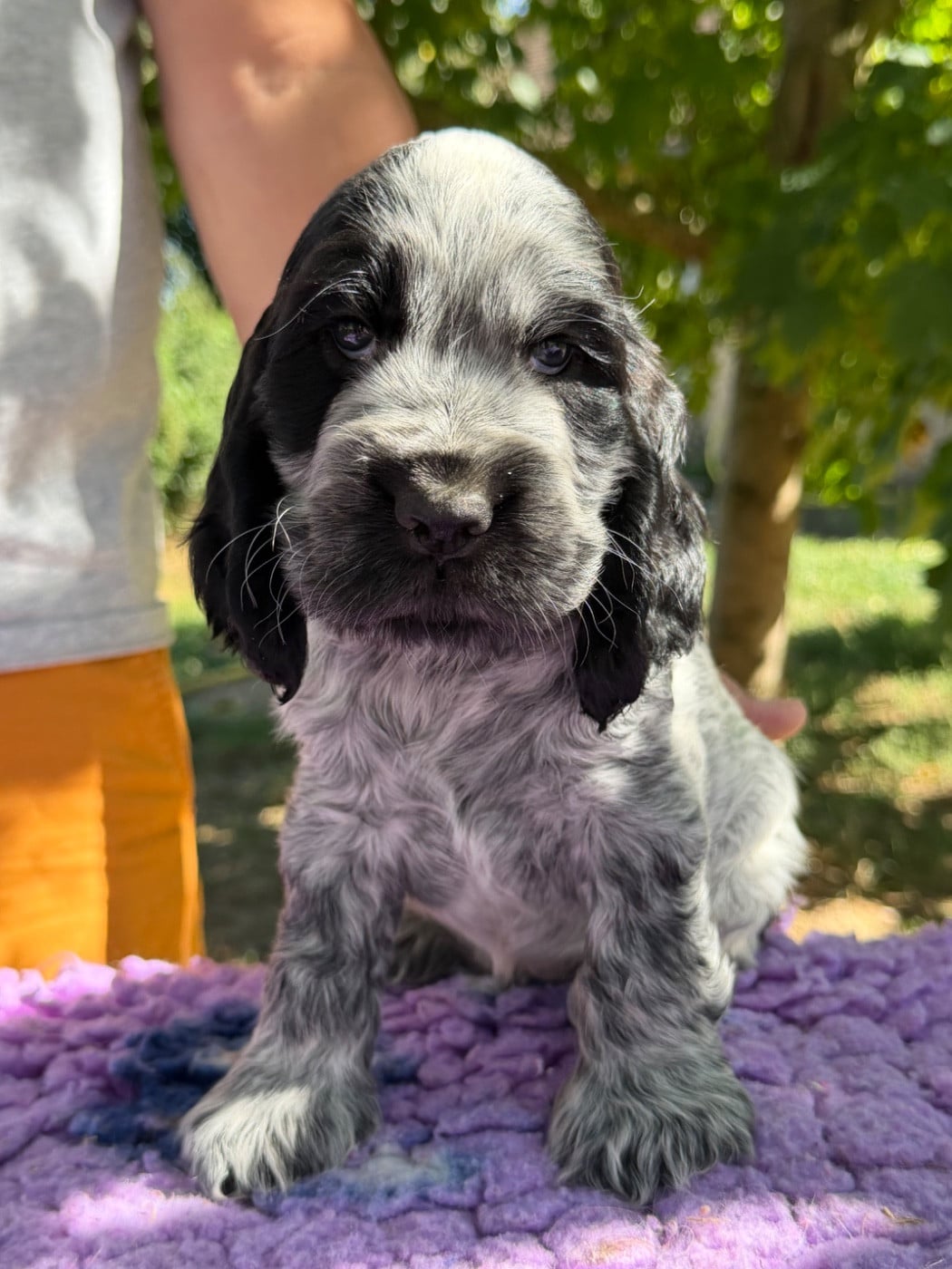 Chiot N°4