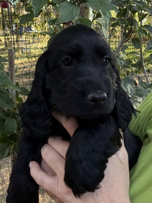Les chiots de Cocker Spaniel Anglais