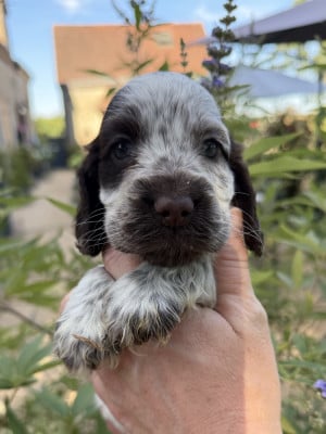 Les chiots de Cocker Spaniel Anglais