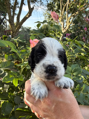 Les chiots de Cocker Spaniel Anglais