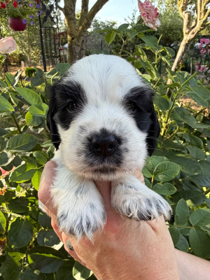 Les chiots de Cocker Spaniel Anglais