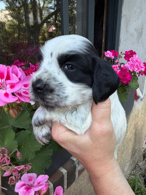 Les chiots de Cocker Spaniel Anglais