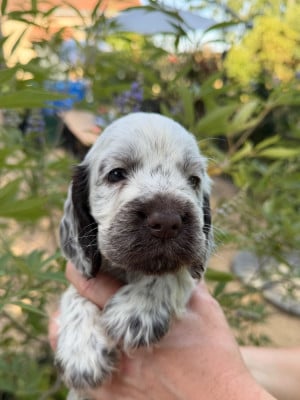 Les chiots de Cocker Spaniel Anglais