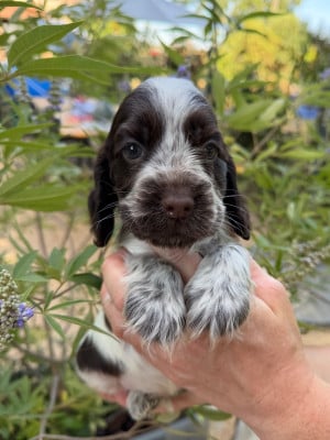 Les chiots de Cocker Spaniel Anglais
