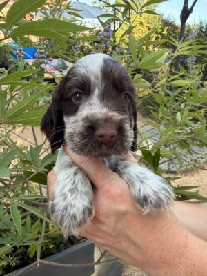 Les chiots de Cocker Spaniel Anglais