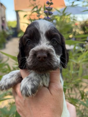 Les chiots de Cocker Spaniel Anglais