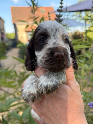 Les chiots de Cocker Spaniel Anglais