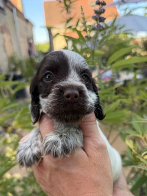 Les chiots de Cocker Spaniel Anglais
