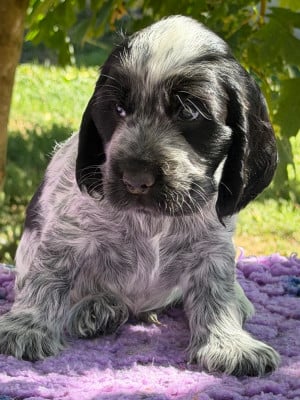 Les chiots de Cocker Spaniel Anglais