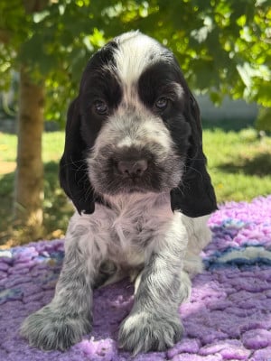 Les chiots de Cocker Spaniel Anglais