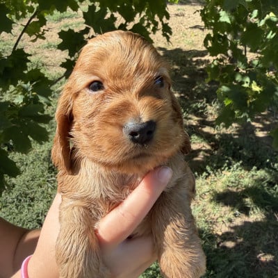 Cocker Spaniel Anglais
