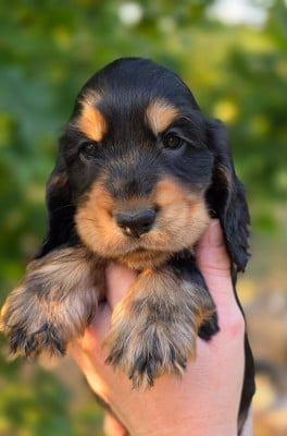 Les chiots de Cocker Spaniel Anglais