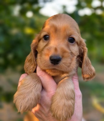 Les chiots de Cocker Spaniel Anglais