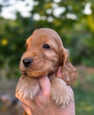 Les chiots de Cocker Spaniel Anglais