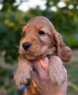 Les chiots de Cocker Spaniel Anglais