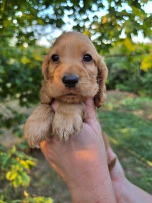 Les chiots de Cocker Spaniel Anglais