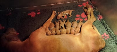 Les chiots de Braque hongrois à poil court (Vizsla)