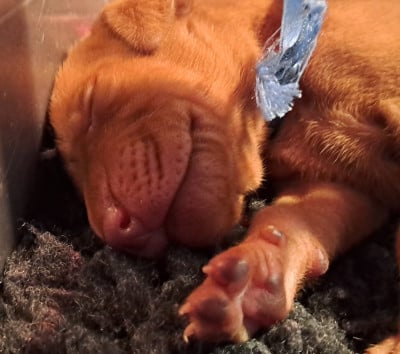 Les chiots de Braque hongrois à poil court (Vizsla)