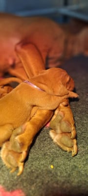 Les chiots de Braque hongrois à poil court (Vizsla)
