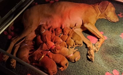 Les chiots de Braque hongrois à poil court (Vizsla)