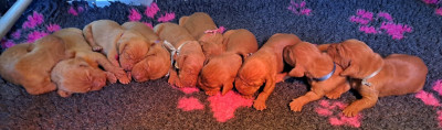 Les chiots de Braque hongrois à poil court (Vizsla)