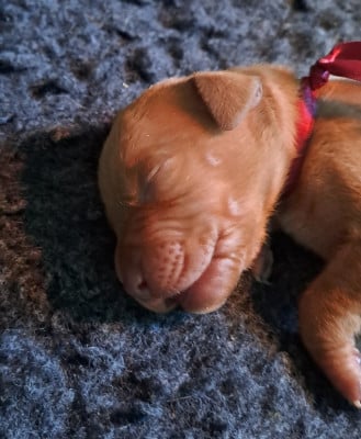 Les chiots de Braque hongrois à poil court (Vizsla)