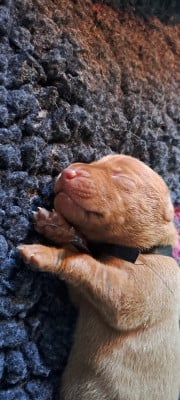 Les chiots de Braque hongrois à poil court (Vizsla)