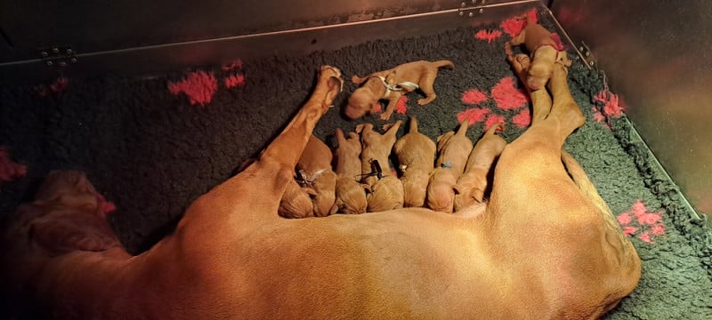 Braque hongrois à poil court (Vizsla) - du chateau des Monédières